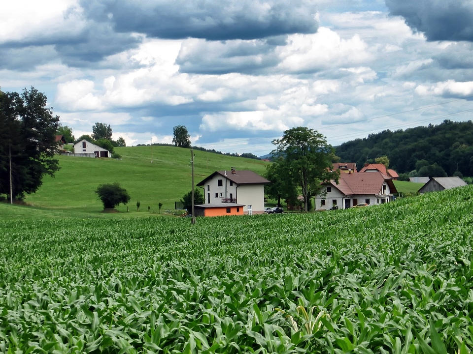 Corn fields farm photo