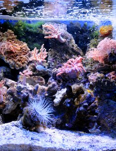 Reef aquarium actinium anemone