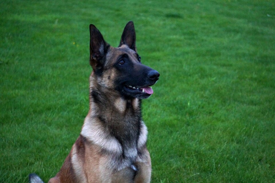 Dog alert dog obedient