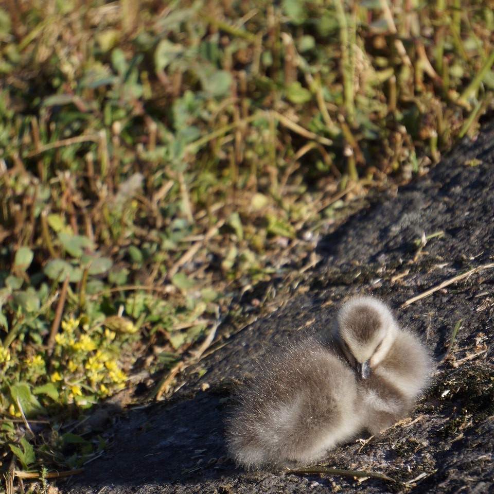 Gosling barnacle goose sleeps