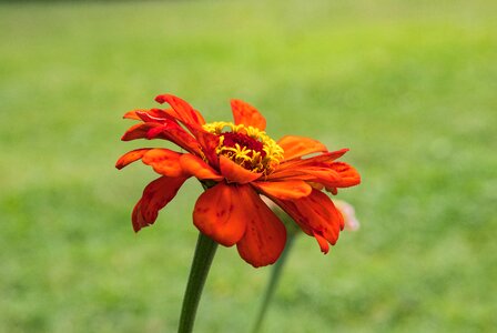 Ornamental plant orange blossom photo