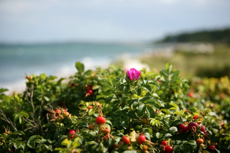 Sea baltic sea flower