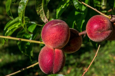 Mature juicy healthy