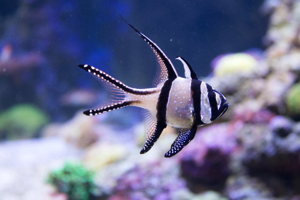 Aquatic nature aquarium
