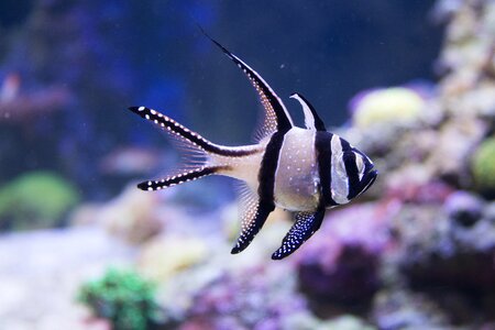 Aquatic nature aquarium photo