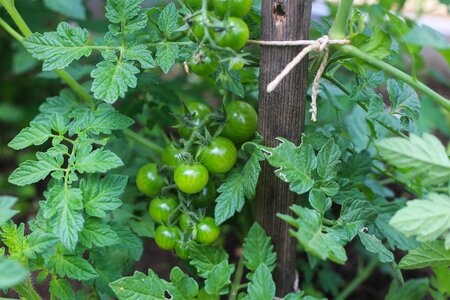 Green garden vegetables
