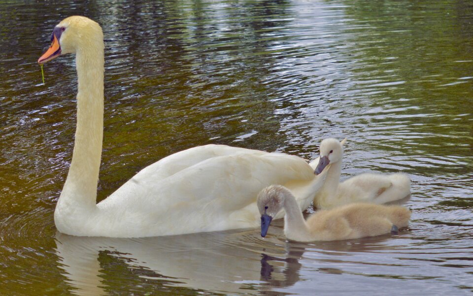 Summer swans animal world