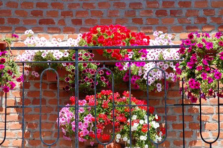 Summer flower vases balcony photo