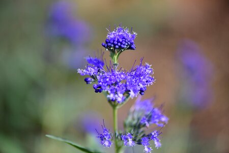 Blue flower garden