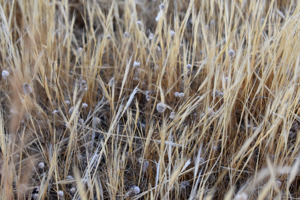 Nature landscape cereals