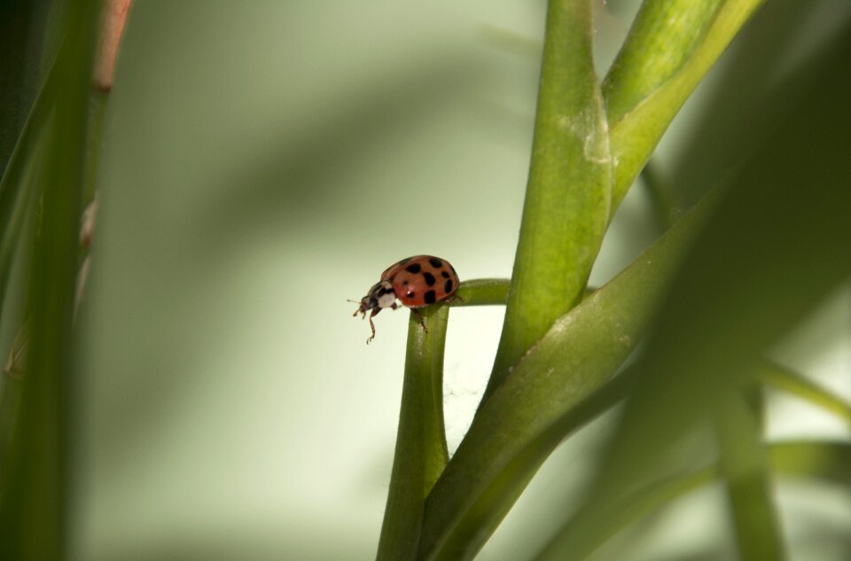 Insects green plant