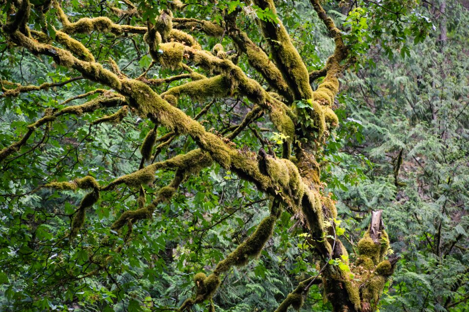 Nature forest