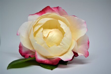 Bloom flower beauty