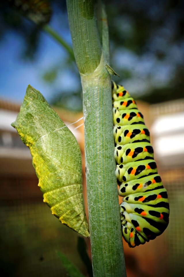 Animal turn metamorphosis