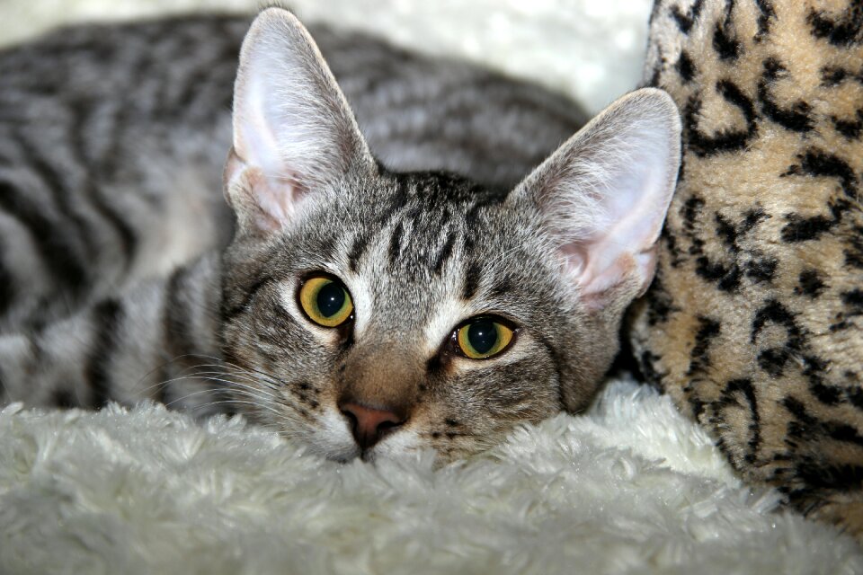 Mackerel cat face kitten photo