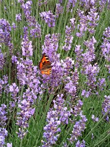Butterfly lavender little fox photo