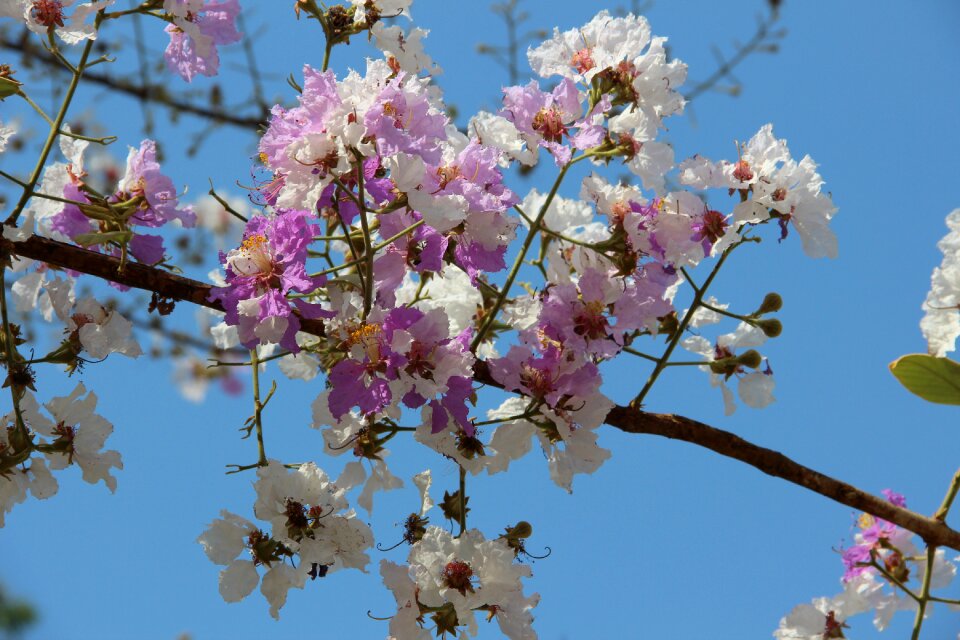 Flowers pretty nature photo