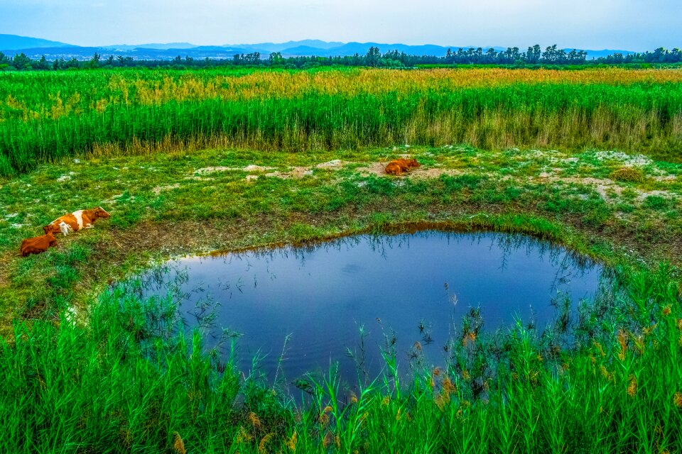 Cows nature sky