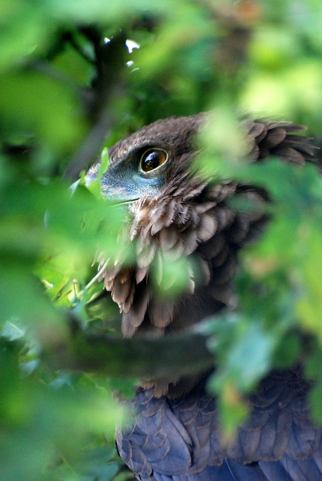 Feathers bird fly