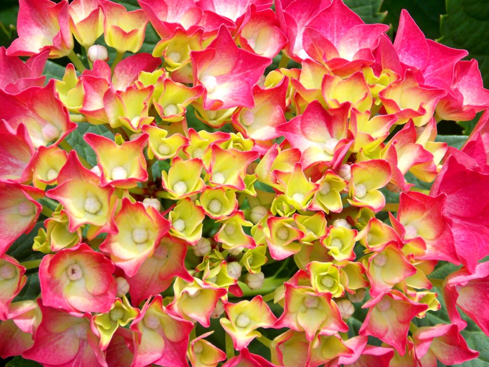 Pink flower flower garden