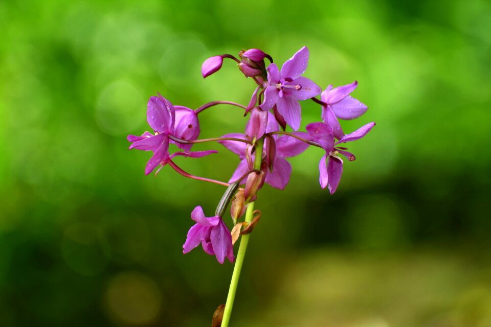 Bloom violet orchids