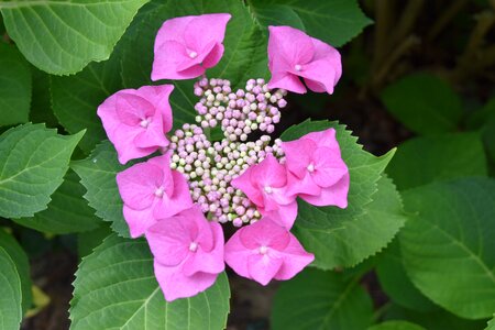 Plants leaves garden photo