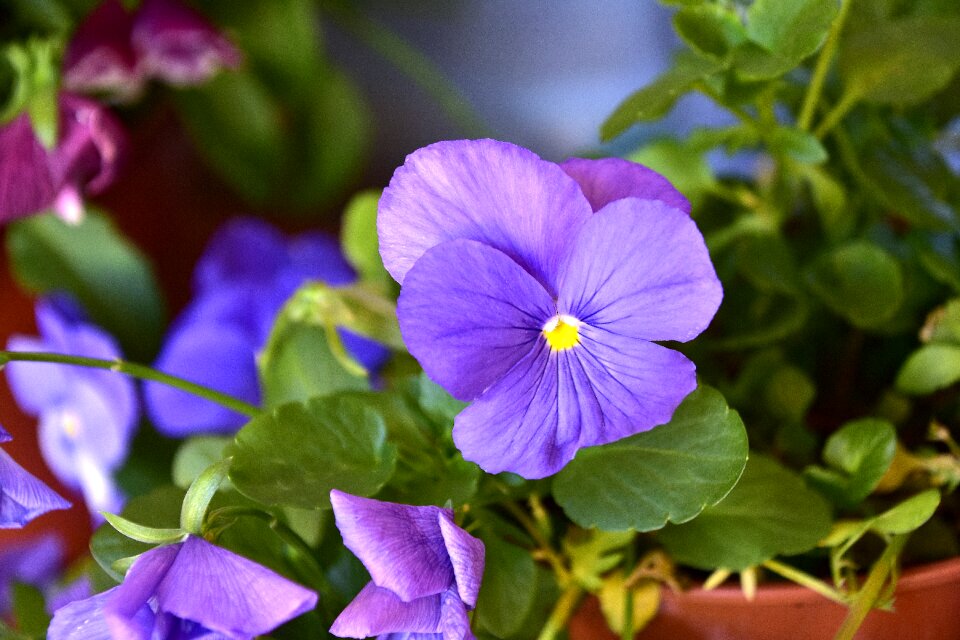Petals purple violet