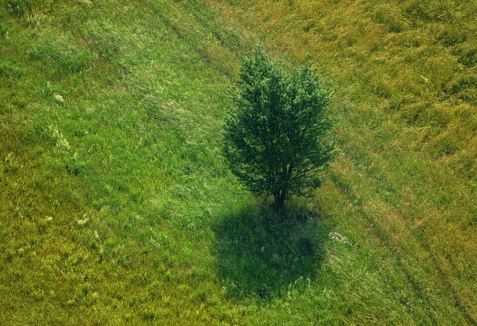 Grass landscape summer