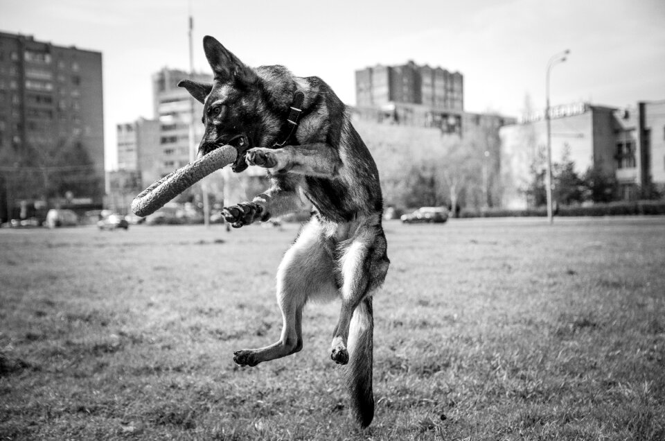 Dog shepherd animals