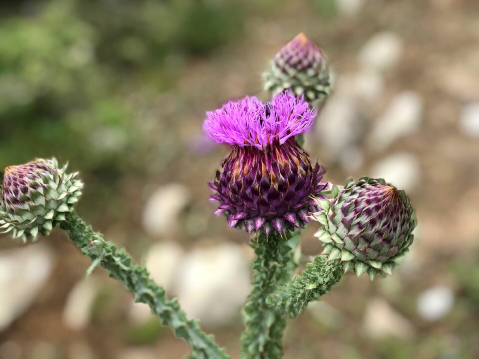 Nature blooming leaves photo