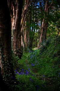 Landscape tree green