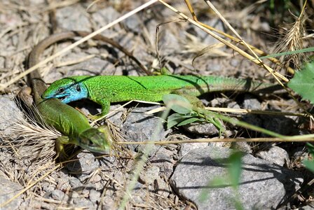 Green reptile reproduction photo