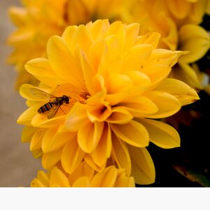 Bee insect