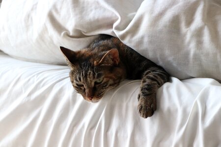 Brown sleepy bed photo