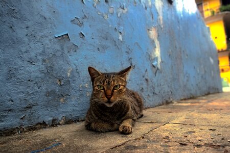 Nature world cat