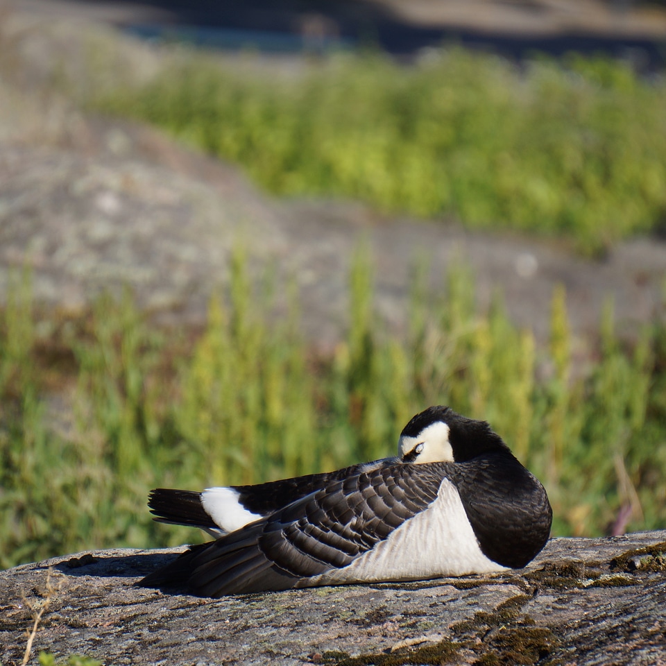 Barnacle goose branta leucopsis sleeps