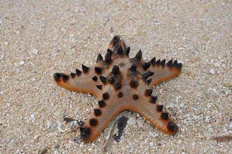 Sand vacation ocean photo