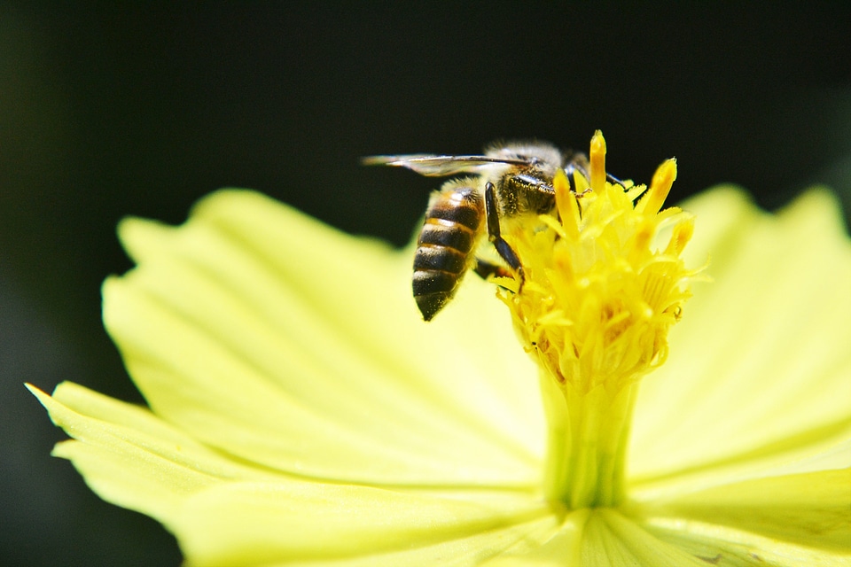 Honey bee active busy