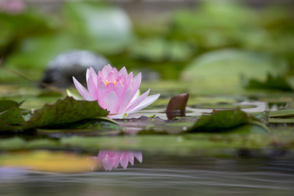 Flower aquatic plants summer