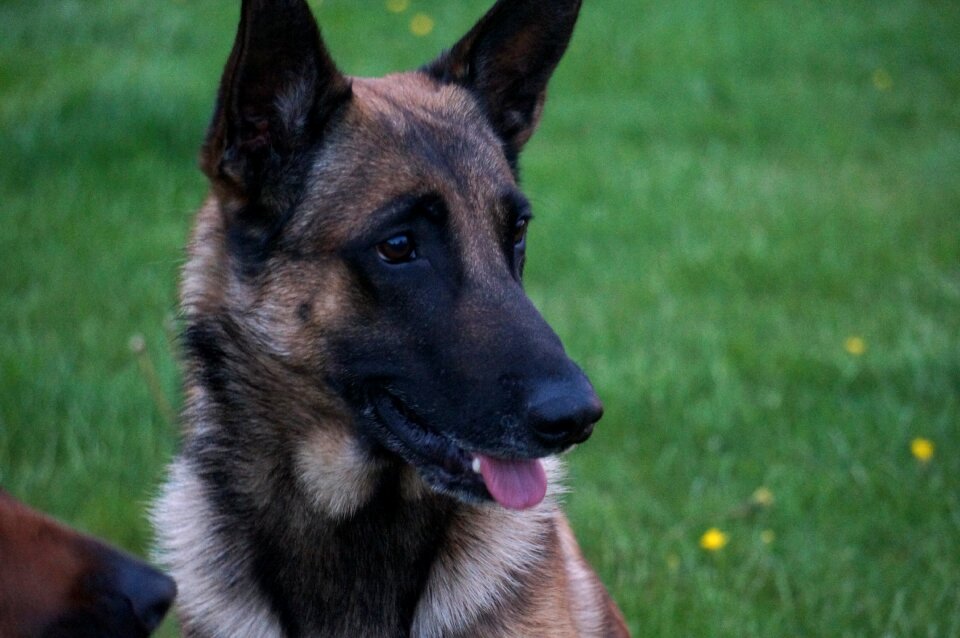 Belgian malinois dog shepherd dog photo