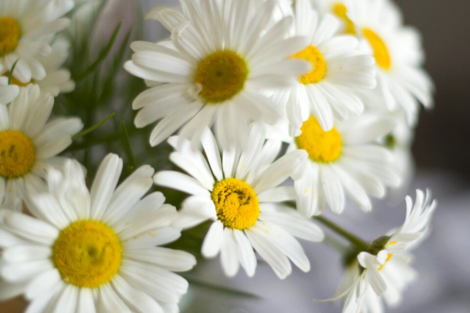 In the summer of meadow flora