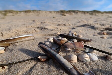 Shell sand sea photo
