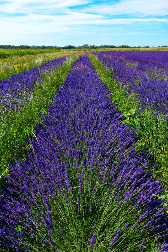 Summer colorful violet