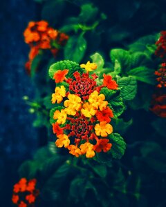 Nature leaves