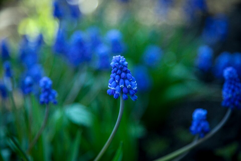 Flower muscari hyacinth