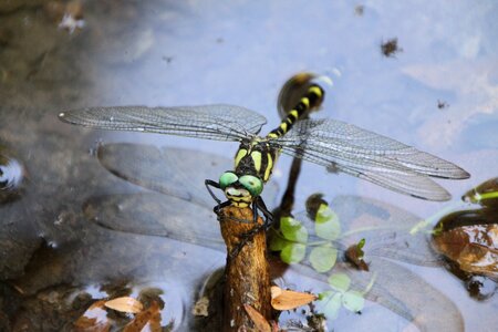 Close up predatory insect water