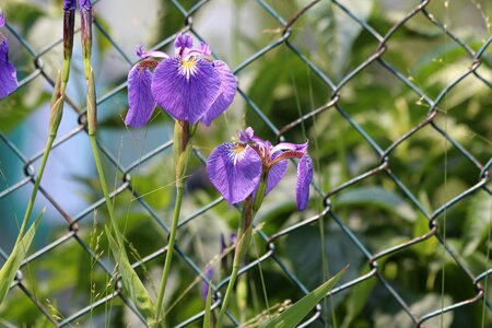 Beautiful nature garden photo