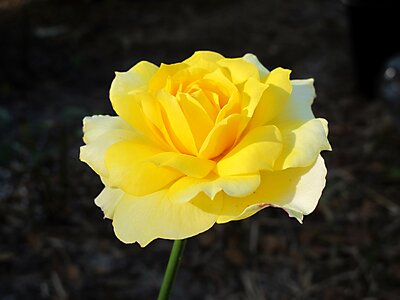 Yellow nature petals