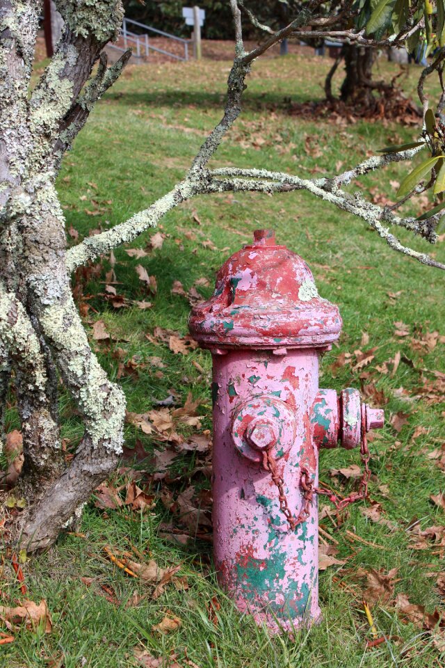 Rusty nature old