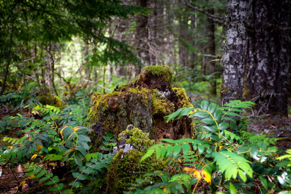 Leaves moss